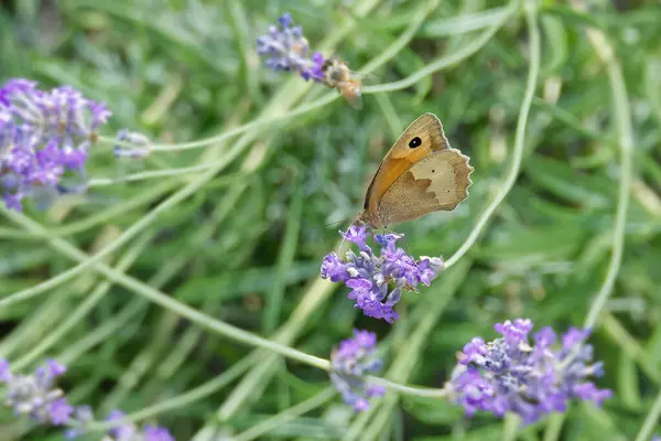 stock image Meadow brown (maniola jurtina) butterfly perched on lavender in Zurich, Switzerland