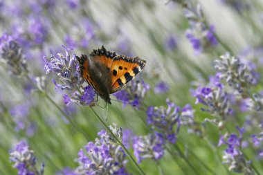 İsviçre 'nin Zürih kentindeki lavanta bitkisine tünemiş küçük kaplumbağa kabuğu kelebeği (Aglais urticae)
