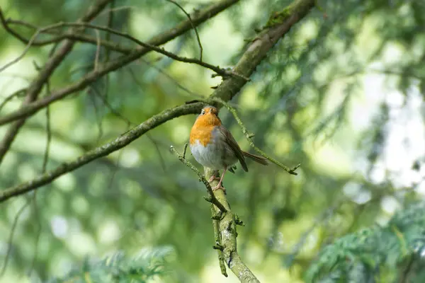 Zürih, İsviçre 'de bir ağaç dalında oturan Avrupa bülbülü (Erithacus rubecula)