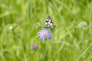 İsviçre 'nin Zürih kentinde küçük bir kırışık üzerinde oturan Mermer Beyaz (Melanargia galaksisi) kelebek