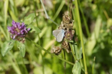 Mazarine mavisi (siyaniris semiargus) İsviçre 'nin Zürih kentindeki çiçeğe tünemiş kelebek.