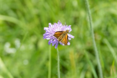 Büyük Skipper Kelebeği (Ochlodes sylvanus), İsviçre 'nin Zürih şehrinde küçük bir kırışıklığa tünemiştir.