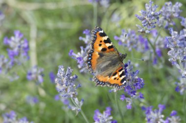 İsviçre 'nin Zürih kentindeki lavanta bitkisine tünemiş küçük kaplumbağa kabuğu kelebeği (Aglais urticae)
