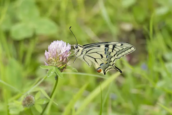 Eski Dünya Kırlangıç Kuyruğu (