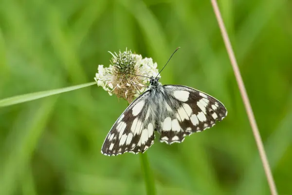 İsviçre, Zürih 'te beyaz bir çiçek üzerinde oturan Mermer Beyaz (Melanargia galaksisi) kelebeği