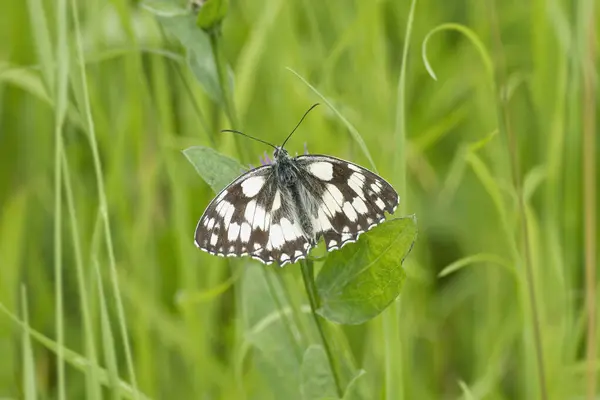 stock image Marbled White (Melanargia galathea) butterfly sitting on a pink scabiosa in Zurich, Switzerland