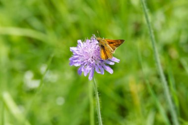Büyük Skipper Kelebeği (Ochlodes sylvanus), İsviçre 'nin Zürih şehrinde küçük bir kırışıklığa tünemiştir.