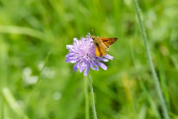 Stock image Large Skipper butterfly (Ochlodes sylvanus) perched on a small scabious in Zurich, Switzerland