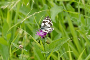 İsviçre, Zürih 'te pembe bir scabiosa üzerinde oturan Mermer Beyaz (Melanargia galaksisi) kelebek