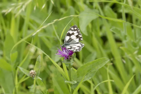 stock image Marbled White (Melanargia galathea) butterfly sitting on a pink scabiosa in Zurich, Switzerland