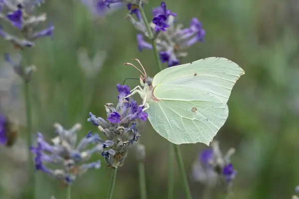 İsviçre, Zürih 'te lavantanın üzerinde oturan yaygın kükürt kelebeği (Gonepteryx rhamni)