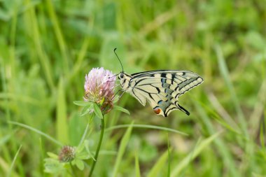 Eski Dünya Kırlangıç Kuyruğu (