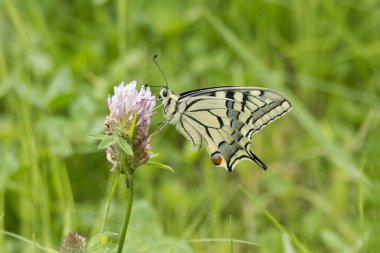 Old World Swallowtail or common yellow swallowtail (Papilio machaon) sitting on pink flower in Zurich, Switzerland