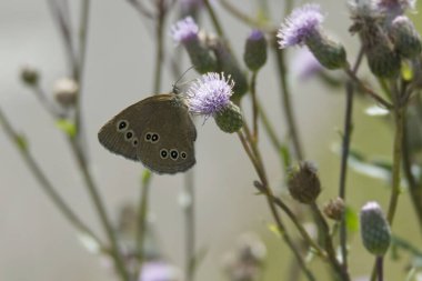 Ringlet (Aphantopus hyperantus) İsviçre, Zürih 'te pembe bir çiçeğin üzerinde oturan kelebek.