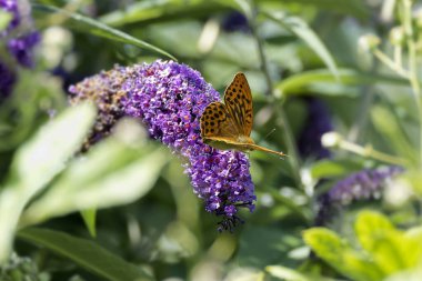 İsviçre 'nin Zürih kentinde yaz leylağı üzerinde oturan gümüş renkli Fritillary (Argynnis paphia) kelebeği