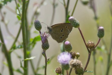 Ringlet (Aphantopus hyperantus) butterfly sitting on a pink flower in Zurich, Switzerland clipart