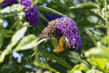 İsviçre 'nin Zürih kentinde yaz leylağı üzerinde oturan gümüş renkli Fritillary (Argynnis paphia) kelebeği