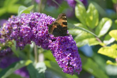 Küçük kaplumbağa kabuğu kelebeği (Aglais urticae) İsviçre 'nin Zürih kentinde yaz leylağına tünemiştir.