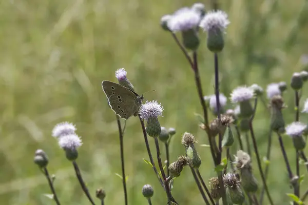 Ringlet (Aphantopus hyperantus) İsviçre, Zürih 'te pembe bir çiçeğin üzerinde oturan kelebek.