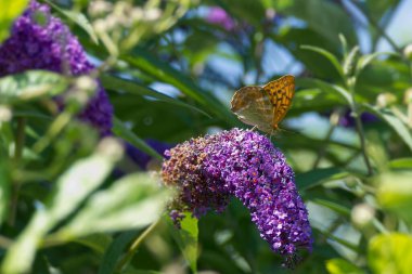 İsviçre 'nin Zürih kentinde yaz leylağı üzerinde oturan gümüş renkli Fritillary (Argynnis paphia) kelebeği