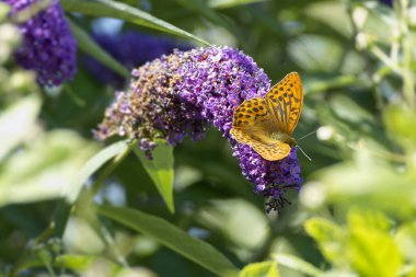 İsviçre 'nin Zürih kentinde yaz leylağı üzerinde oturan gümüş renkli Fritillary (Argynnis paphia) kelebeği