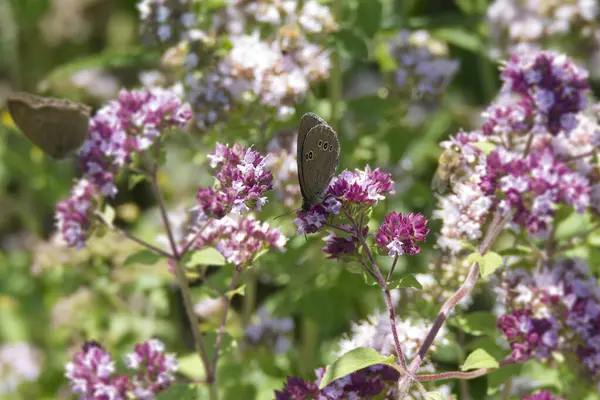 Ringlet (Aphantopus hyperantus) İsviçre, Zürih 'te pembe bir çiçeğin üzerinde oturan kelebek.