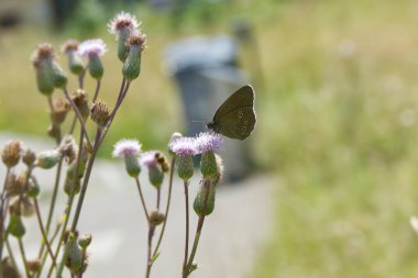 Ringlet (Aphantopus hyperantus) butterfly sitting on a pink flower in Zurich, Switzerland clipart