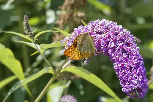 İsviçre 'nin Zürih kentinde yaz leylağı üzerinde oturan gümüş renkli Fritillary (Argynnis paphia) kelebeği