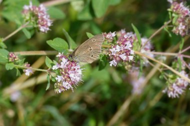 Ringlet (Aphantopus hyperantus) İsviçre, Zürih 'te pembe bir çiçeğin üzerinde oturan kelebek.