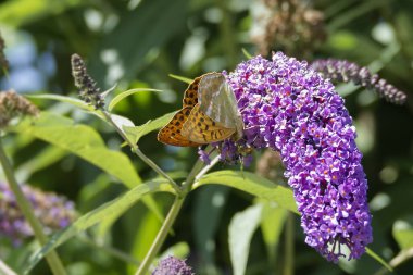 İsviçre 'nin Zürih kentinde yaz leylağı üzerinde oturan gümüş renkli Fritillary (Argynnis paphia) kelebeği