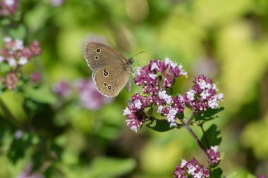 Ringlet (Aphantopus hyperantus) İsviçre, Zürih 'te pembe bir çiçeğin üzerinde oturan kelebek.