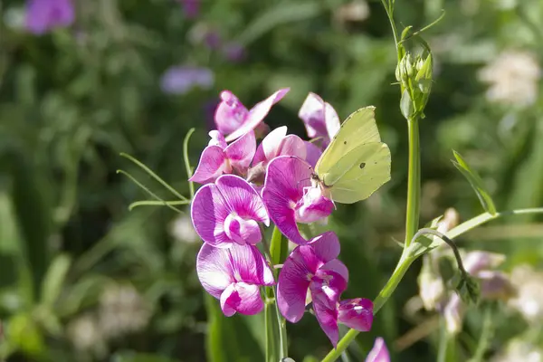 İsviçre, Zürih 'te pembe bir çiçeğin üzerinde oturan yaygın kükürt kelebeği (Gonepteryx rhamni)