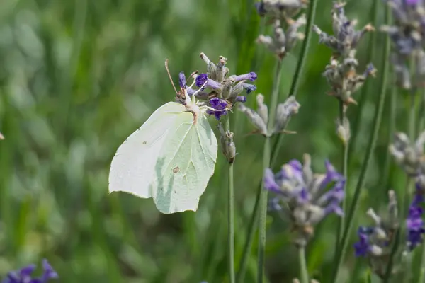 İsviçre, Zürih 'te lavantanın üzerinde oturan yaygın kükürt kelebeği (Gonepteryx rhamni)
