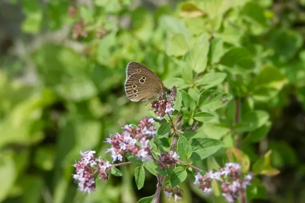 Ringlet (Aphantopus hyperantus) İsviçre, Zürih 'te pembe bir çiçeğin üzerinde oturan kelebek.