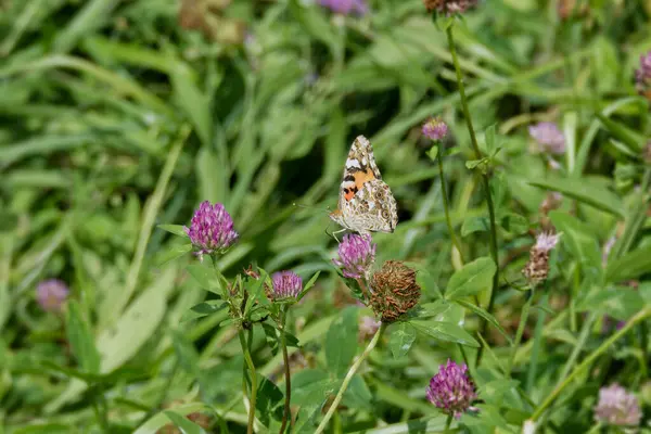 Boyalı Kadın (Vanessa Cardui) İsviçre 'nin Zürih şehrindeki pembe çiçeğe tünemiş kelebek