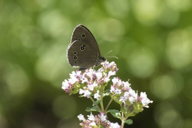Ringlet (Aphantopus hyperantus) İsviçre 'nin Zürih şehrinde beyaz bir çiçeğin üzerinde oturan kelebek.