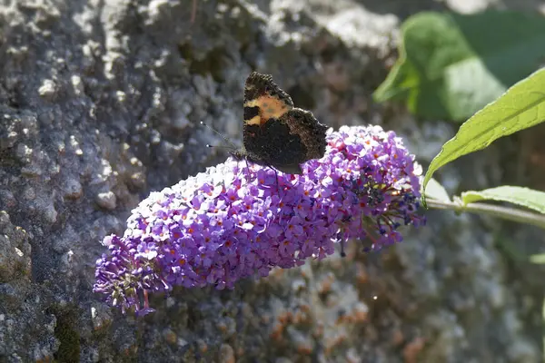 Küçük kaplumbağa kabuğu kelebeği (Aglais urticae) İsviçre 'nin Zürih kentinde yaz leylağına tünemiştir.