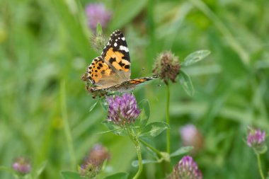 Boyalı Kadın (Vanessa Cardui) İsviçre 'nin Zürih şehrindeki pembe çiçeğe tünemiş kelebek
