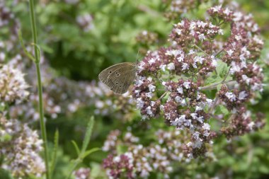 Ringlet (Aphantopus hyperantus) İsviçre, Zürih 'te pembe bir çiçeğin üzerinde oturan kelebek.