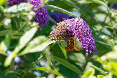 İsviçre 'nin Zürih kentinde yaz leylağı üzerinde oturan gümüş renkli Fritillary (Argynnis paphia) kelebeği