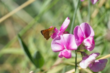 Large Skipper butterfly (Ochlodes sylvanus) perched on a pink flower in Zurich, Switzerland