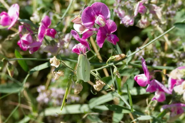 İsviçre, Zürih 'te pembe bir çiçeğin üzerinde oturan yaygın kükürt kelebeği (Gonepteryx rhamni)