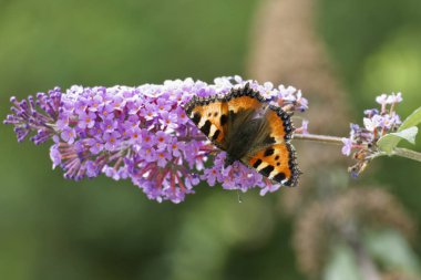 Küçük kaplumbağa kabuğu kelebeği (Aglais urticae) İsviçre 'nin Zürih kentinde yaz leylağına tünemiştir.