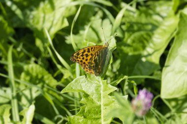 Silver-washed Fritillary (Argynnis paphia) butterfly sitting on a green leaf in Zurich, Switzerland clipart