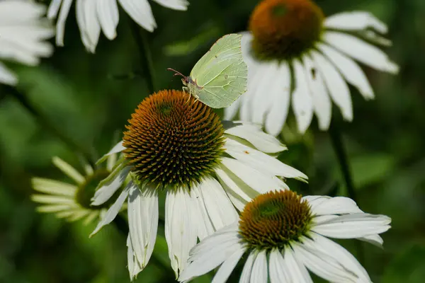 stock image Common brimstone butterfly (Gonepteryx rhamni) sitting on white flower in Zurich, Switzerland