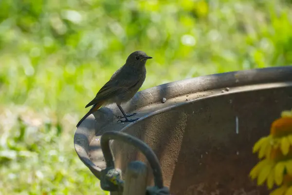 stock image Black Redstart (Phoenicurus ochruros) sitting on metal pot in Rougemont, Switzerland