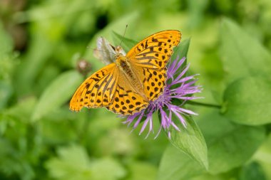 İsviçre 'nin Zürih kentindeki pembe çiçekte oturan gümüş renginde Fritillary kelebeği (Argynnis paphia)