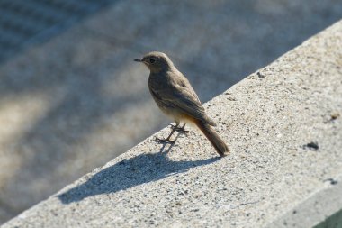 İsviçre 'nin Rougemont kentindeki bir taş korkulukta oturan Siyah Kırmızıparmak (Phoenicurus ochruros)