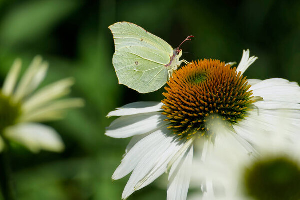 Common brimstone butterfly (Gonepteryx rhamni) sitting on white flower in Zurich, Switzerland