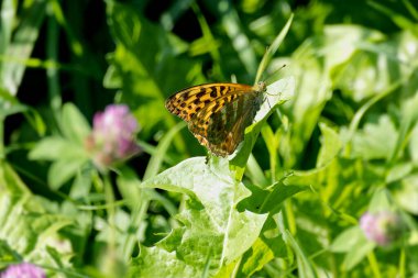 Silver-washed Fritillary (Argynnis paphia) butterfly sitting on a green leaf in Zurich, Switzerland clipart